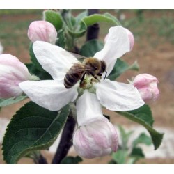 【壁蜂授粉】花粉授粉就用壁蜂