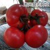 【看一看】西红柿种子哪里有？晨宏专做“抗TY病毒西红柿种子”