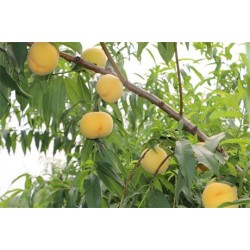 【速度抢购喽】种植晚熟新品种桃树苗来绿然合作社！！