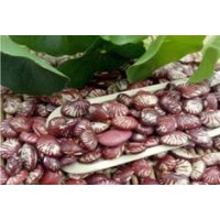 陕西滕灿有机农业有限公司--有机种子红斑马豆