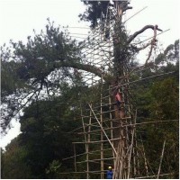 古树防雷措施，古树名木的防雷衣，特种防雷资质，河南扬博避雷公司