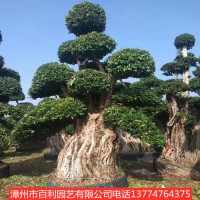 榕树道路庭院种植园林景观漳州基地直销