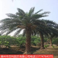 中东海枣树高档行道树风景树漳州基地直销