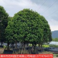 桂花树庭院小区绿化种植浓香花卉漳州基地直销