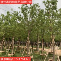 香樟树驱蚊虫绿化工程四季常青漳州基地直销